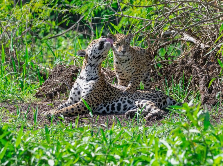 Observação de Onças - Tripadvisor Pantanal Safaris