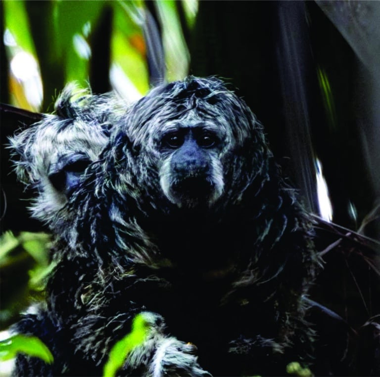 Pousada Jardim da Amazônia Lodge - Foto - Fernando Frosini