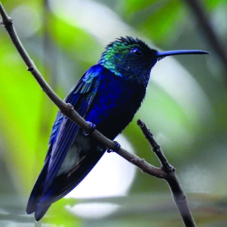 Pousada Jardim da Amazônia Lodge - Foto - Jhonata Araujo