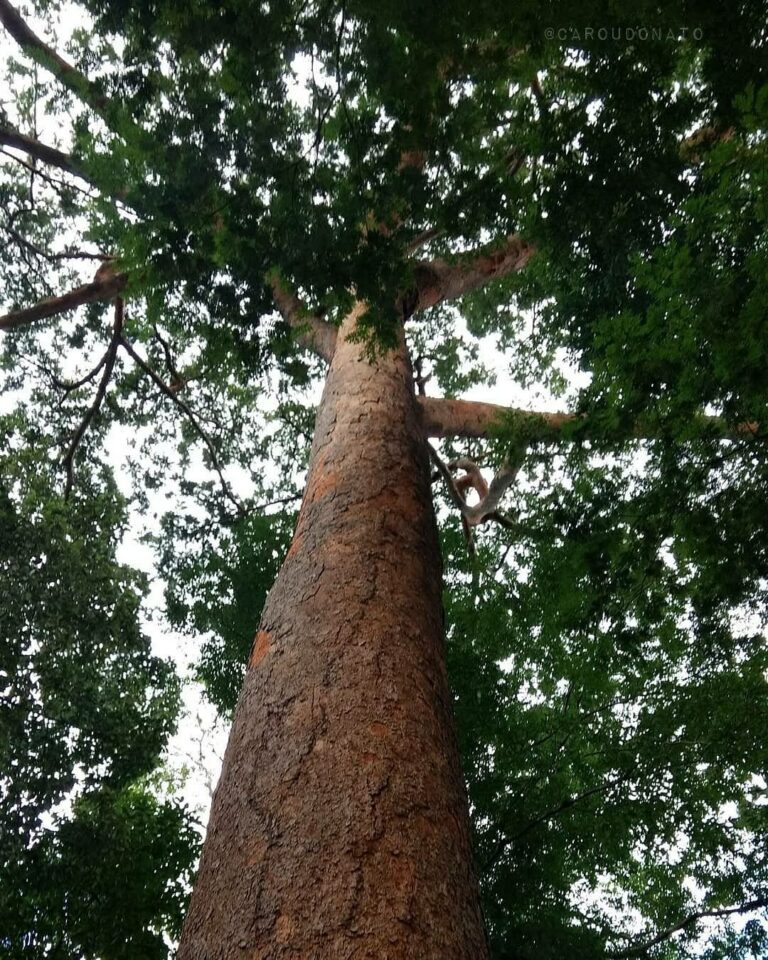 Parque Florestal Sinop MT
