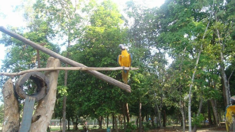 Parque Florestal Sinop MT