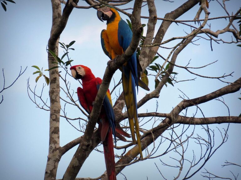 Parque Florestal Sinop MT