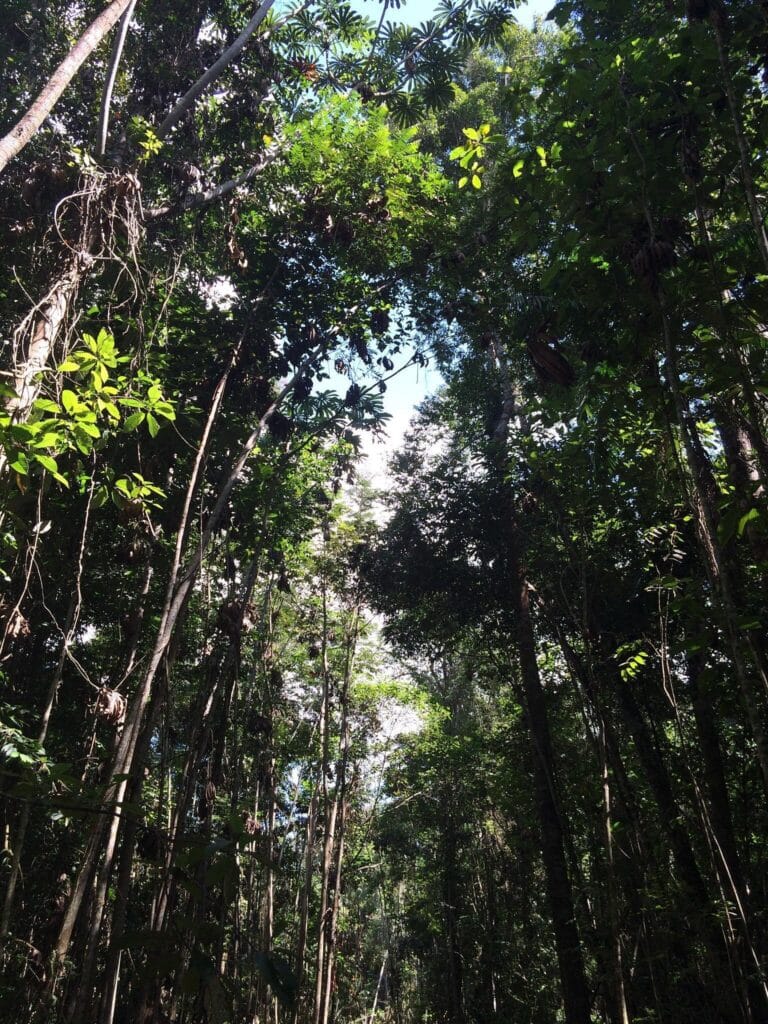 Parque Florestal Sinop MT