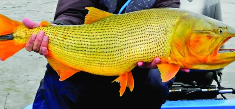 Pesca Esportiva - FOTO Amazonas Fishing