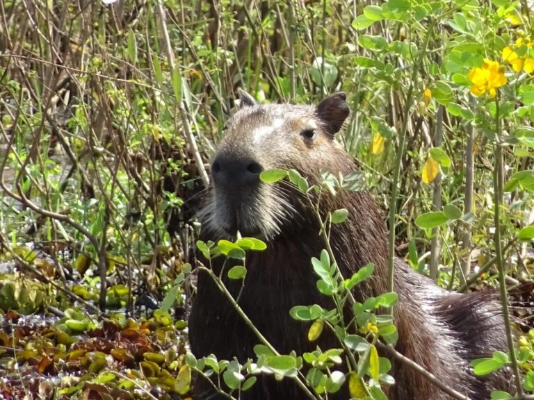 Transpantaneira Poconé-MT Tripadvisor-@Digory