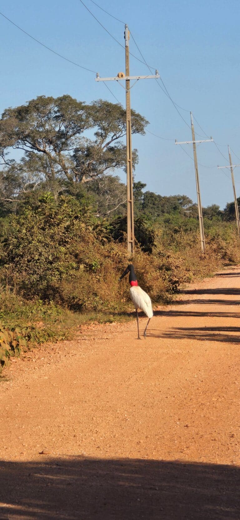 Transpantaneira Poconé-MT Tripadvisor-@Fabiana D
