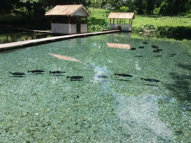 Fazenda Ecológica Progresso - Mirassol D'oeste MT