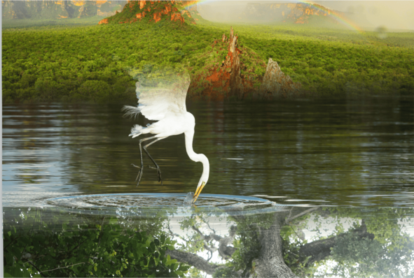 1 Verdadeiro ou falso O Mato Grosso possui 3 biomas principais | Descubra Mato Grosso