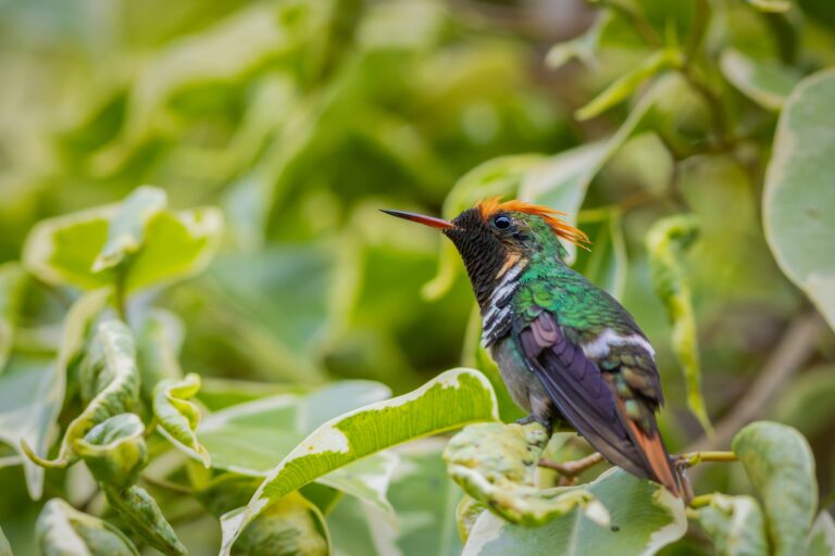 Agami Nature Tours