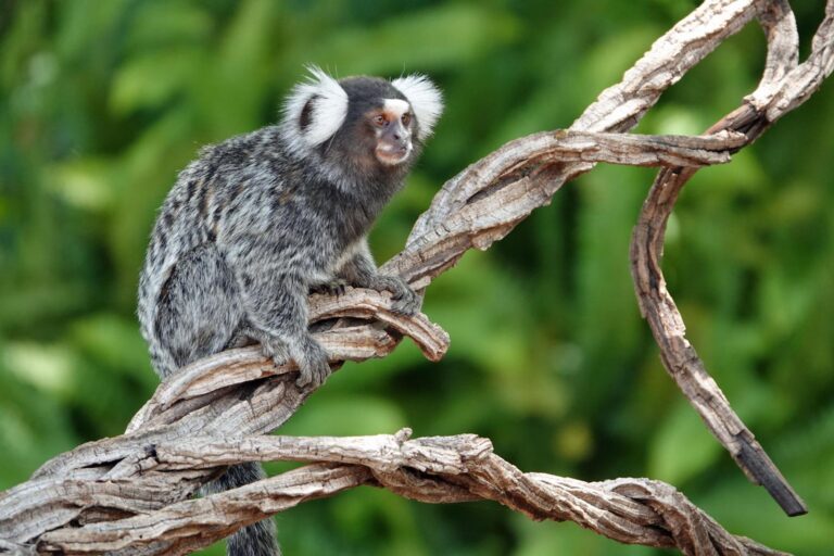 Agami Nature Tours