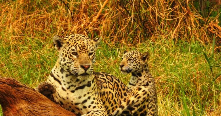 Ecotur Pantanal