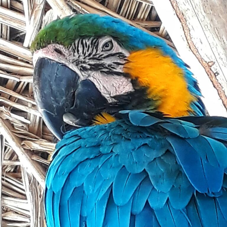 Ecotur Pantanal