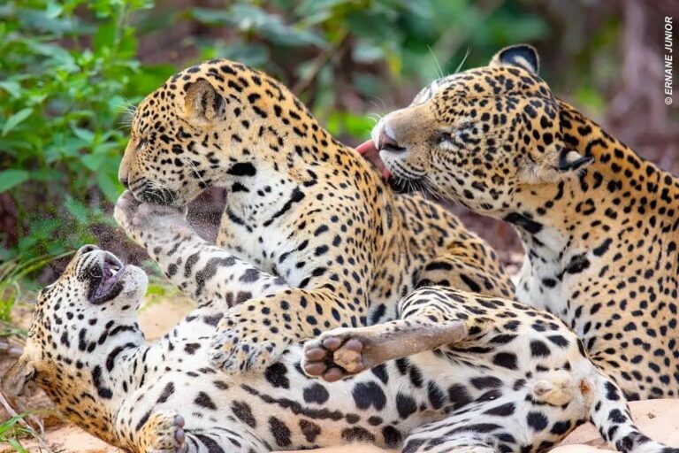 Pantanal Safaris Tour