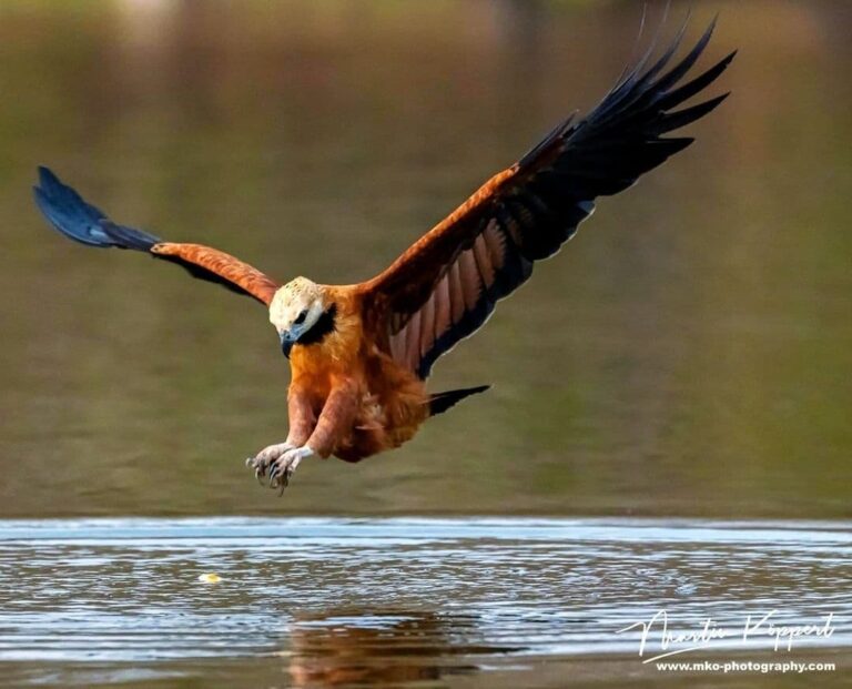 Pantanal Safaris Tour