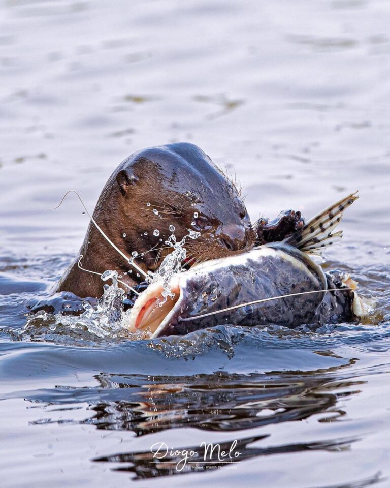 Pantanal Safaris Tour