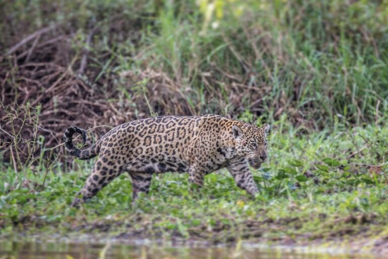 Reserva Ecológica do Jaguar