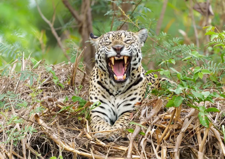 Reserva Ecológica do Jaguar