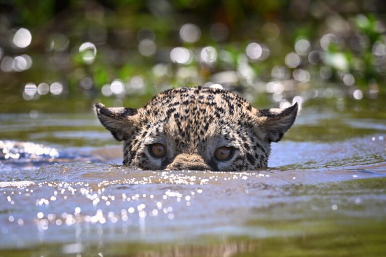 SouthWild